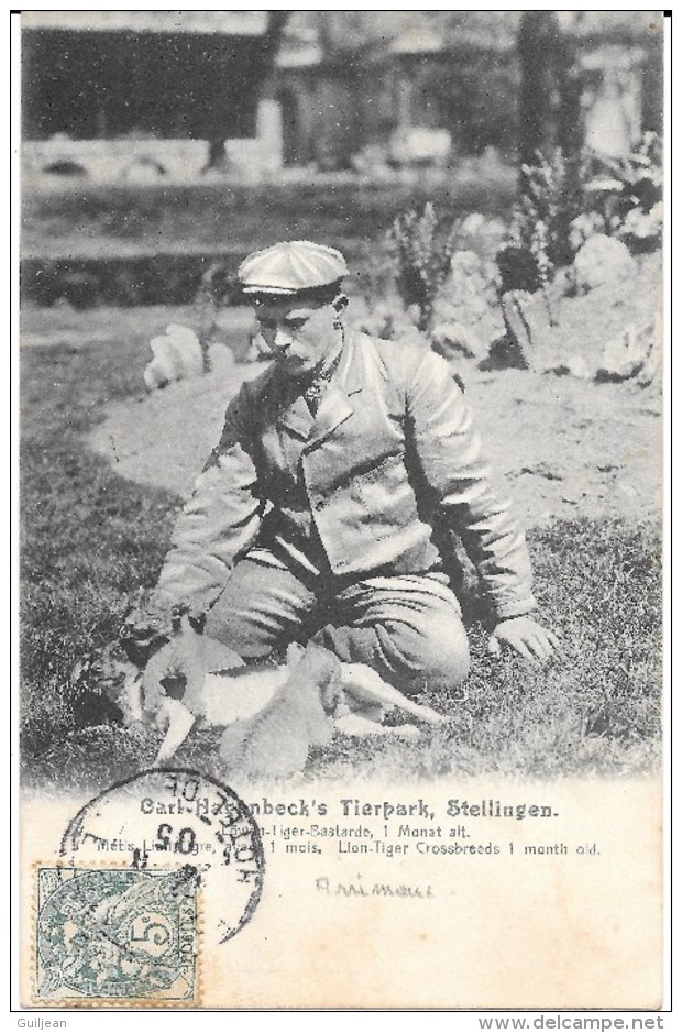 ALLEMAGNE - PARC ZOOLOGIQUE FONDE EN 1907 A HAMBOUR - CARL HAGENBECK, TIERPARK - Lion Tigre - Stellingen