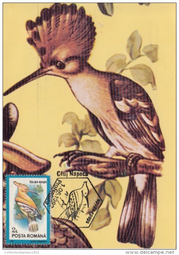 42263- HOOPOE, BIRDS, MAXIMUM CARD, 1992, ROMANIA - Piciformes (pájaros Carpinteros)