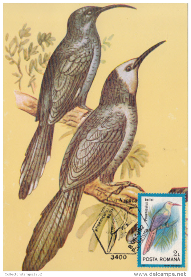 42268- WHITE HEADED WOOD HOOPOE, BIRDS, MAXIMUM CARD, 1992, ROMANIA - Pics & Grimpeurs