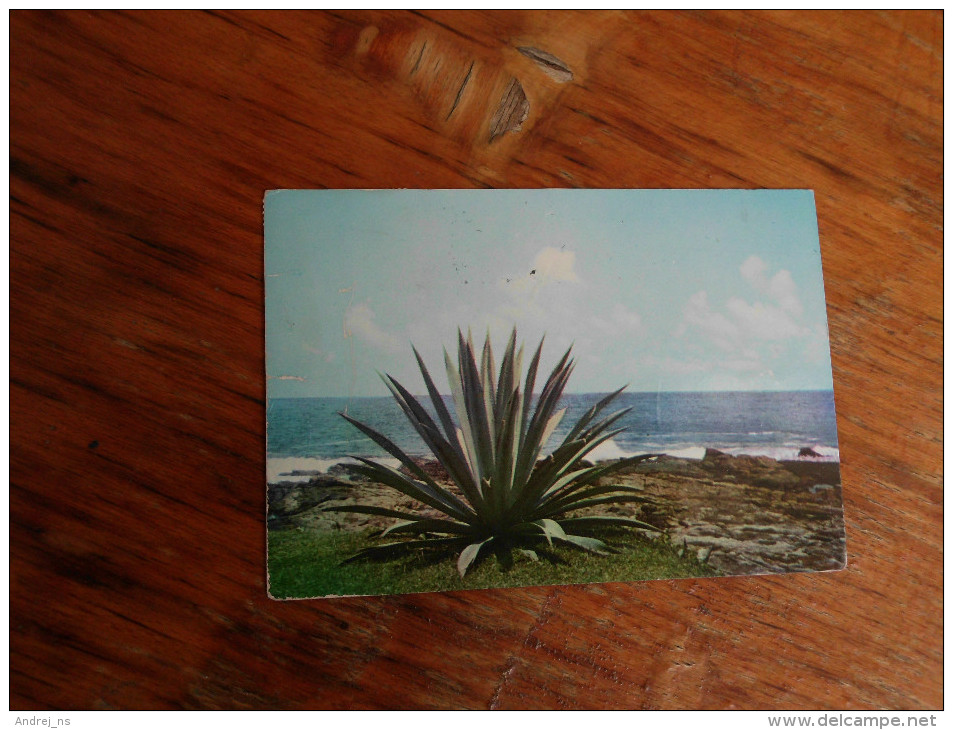 Seashore Cactus Tangalle Sri Lanka - Sukkulenten