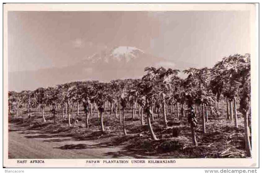 Kilimandjaro TANZANIE  / Plantation De Papayes - Tanzanie