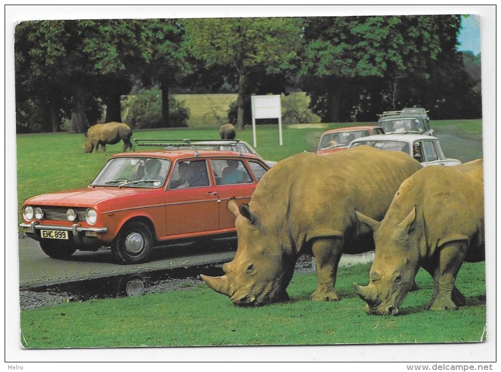 FRANCE - Safari à Woburn Park Au Royaume-Uni. "Des Rhinocéros". - Rhinoceros