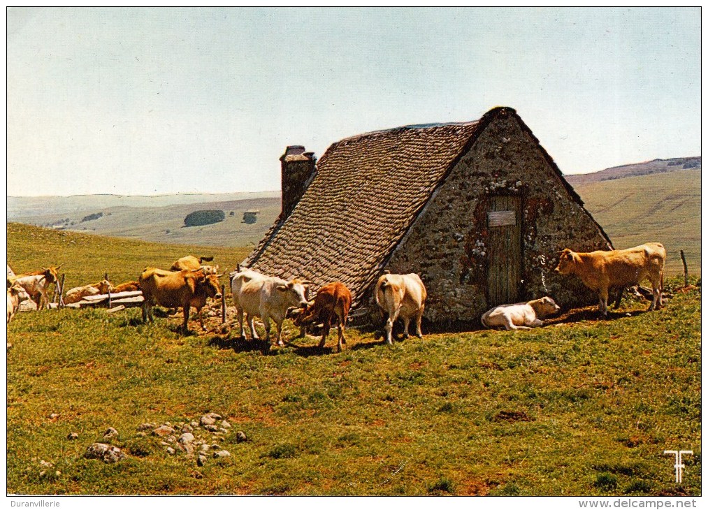 Pâturages Et Buron Sur Les Monts D'Aubrac Aveyron, Troupeau De Vaches... 1980 - Saint Victor