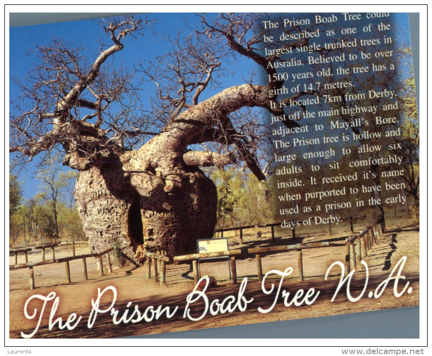 (355) Australia - WA - Prison Boab Tree - Bagne & Bagnards