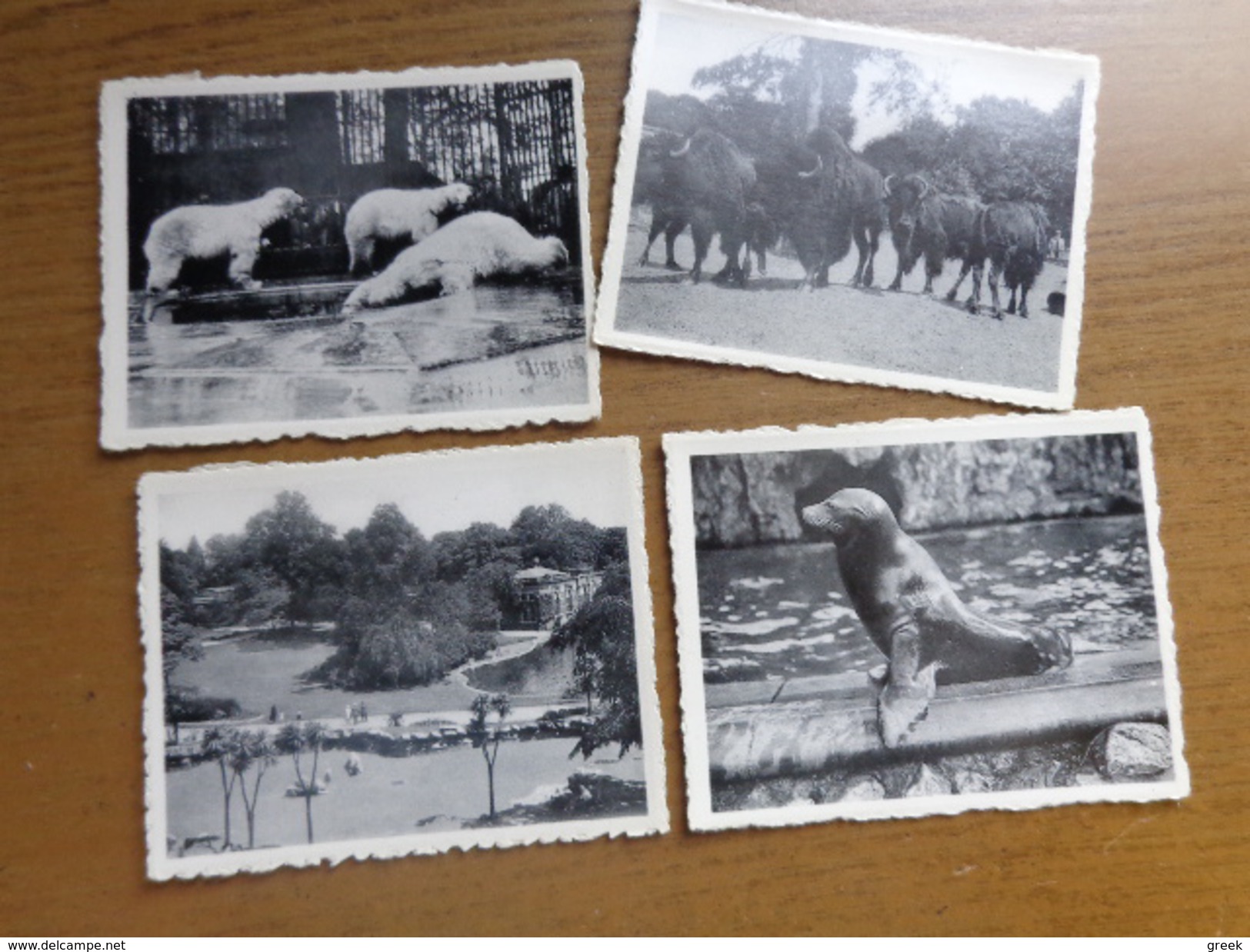 Snapshots - De Zoo Van Antwerpen (10 Stuks + 1 Extratje) --> See Pictures - Aartselaar