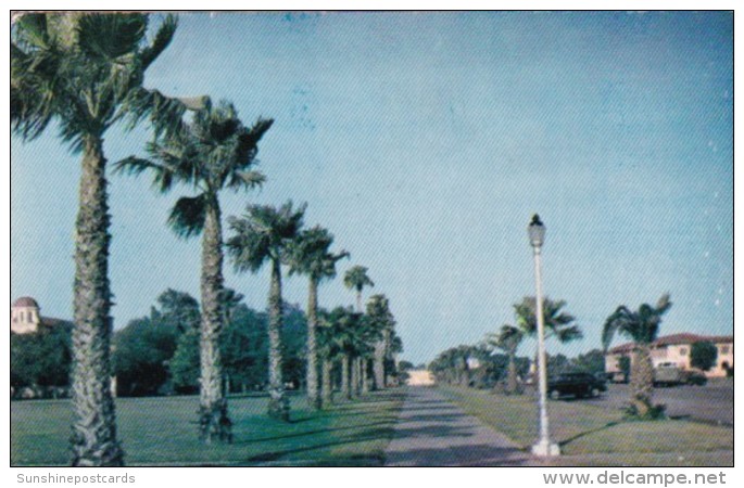Texas Galveston Road Scene With Palm Trees 1951 - Galveston