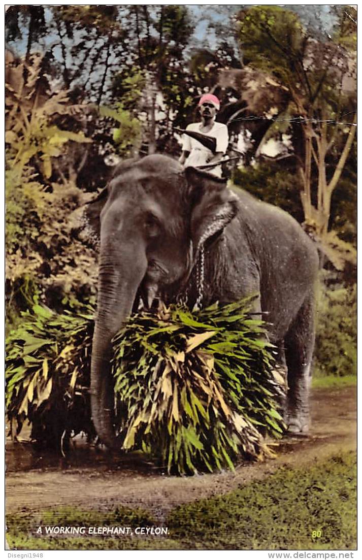 05470 "SRI LANKA - A WORKING ELEPHANT - CEYLON " CART. POST. ORIG. SPEDITA - Sri Lanka (Ceylon)