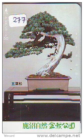 Télécarte Japon * Arbre Nain * BONSAI ( 277)  Dwarf Tree Japan Phonecard * Telefonkarte Baum - Fleurs