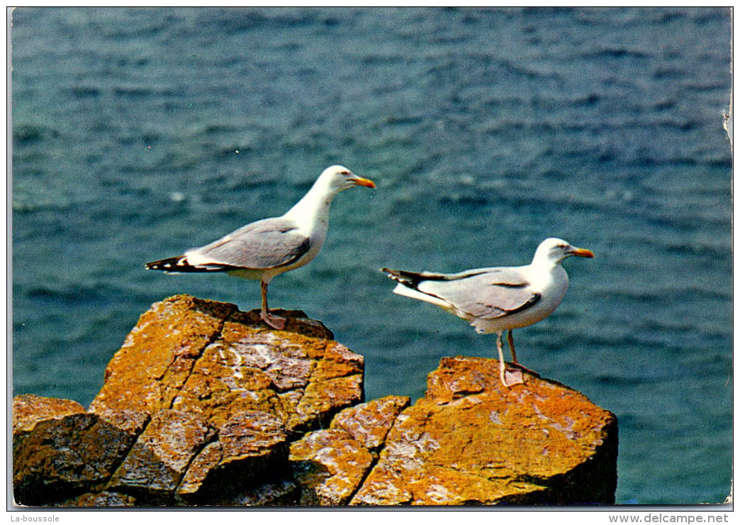 29 CAP SIZUN - Les Oiseaux De Bretagne - Beuzec-Cap-Sizun