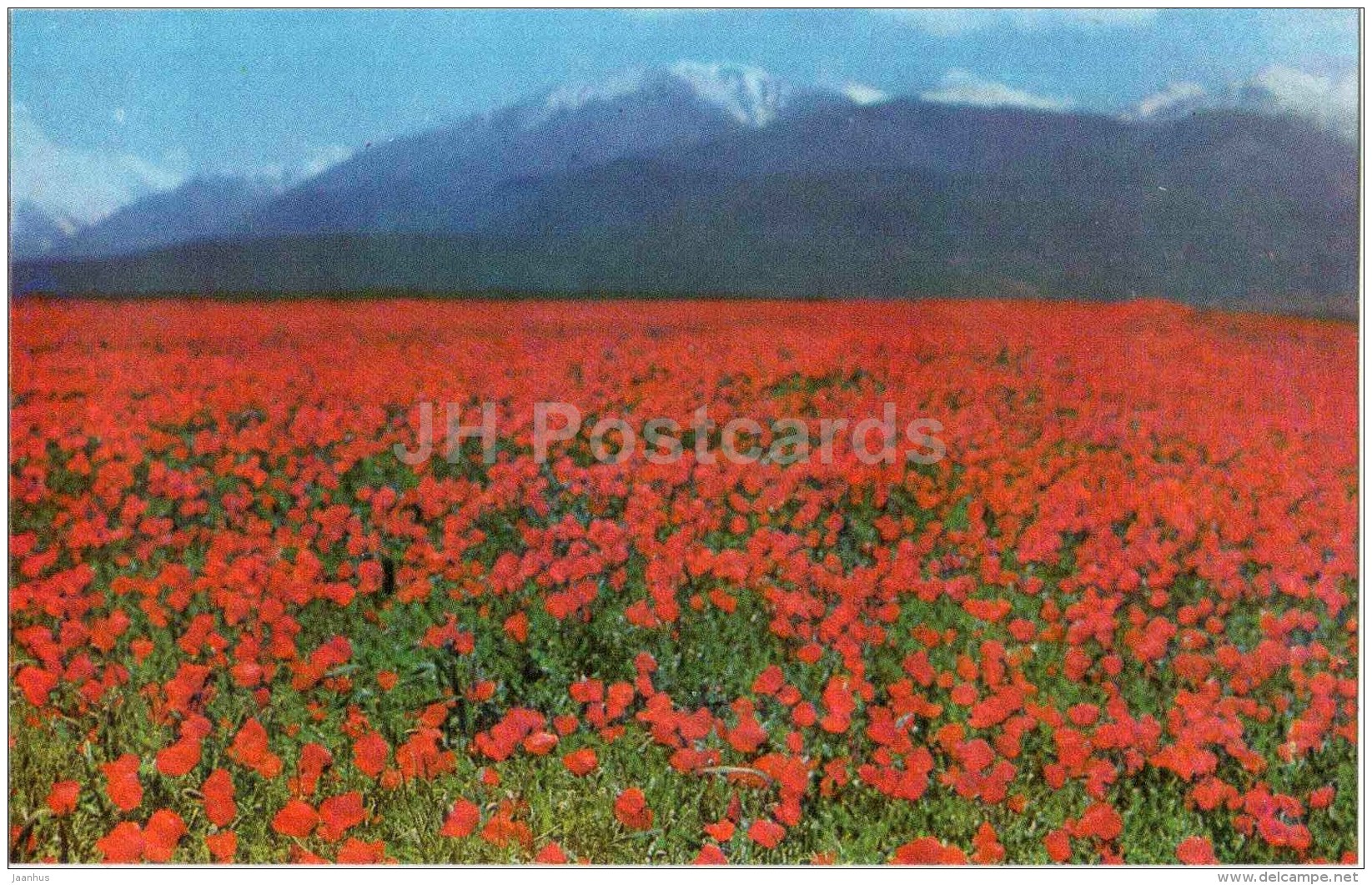 Ala-Too Range - Field Of Flowers - 1974 - Kyrgyzstan USSR - Unused - Kirghizistan