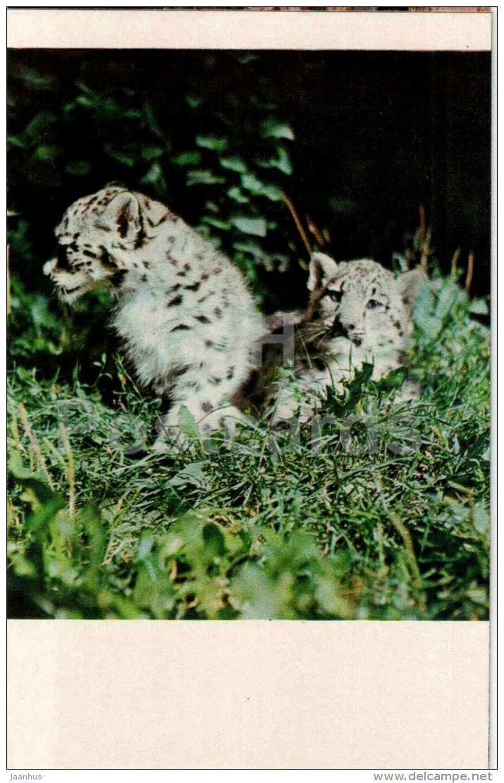 Snow Leopard - Panthera Uncia - 1974 - Kyrgyzstan USSR - Unused - Kirgisistan