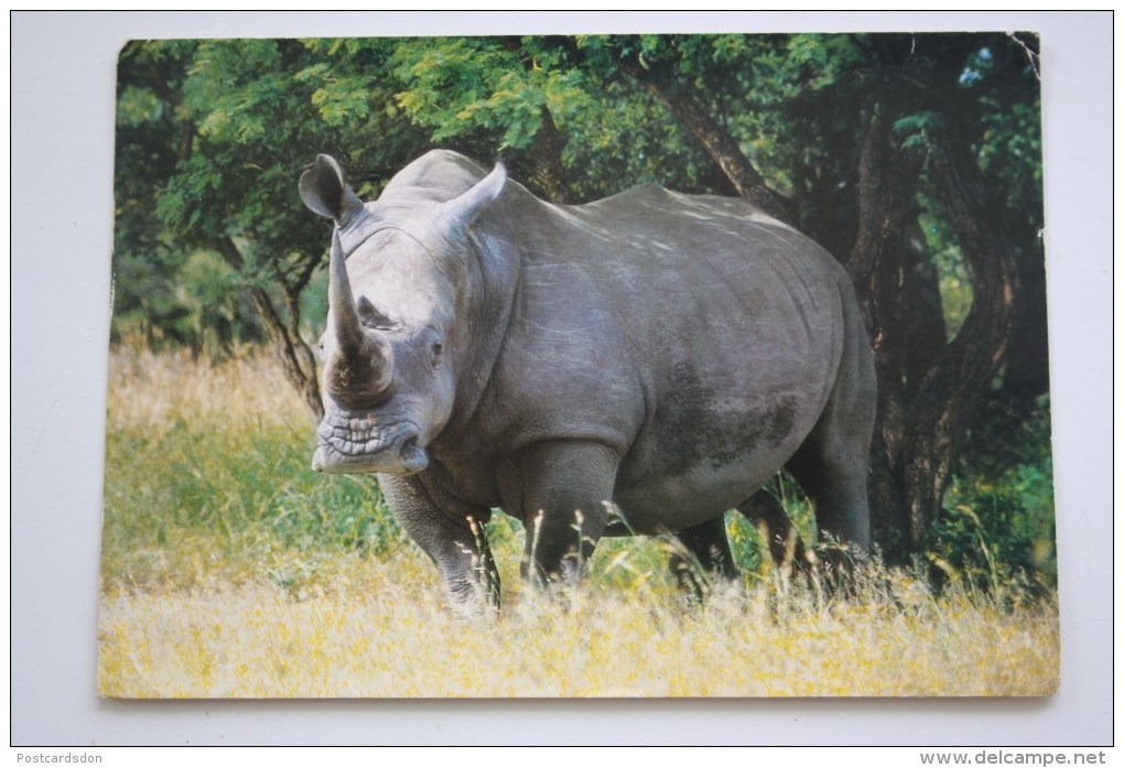 Rhino , South Africa - Old Postcard - Neushoorn