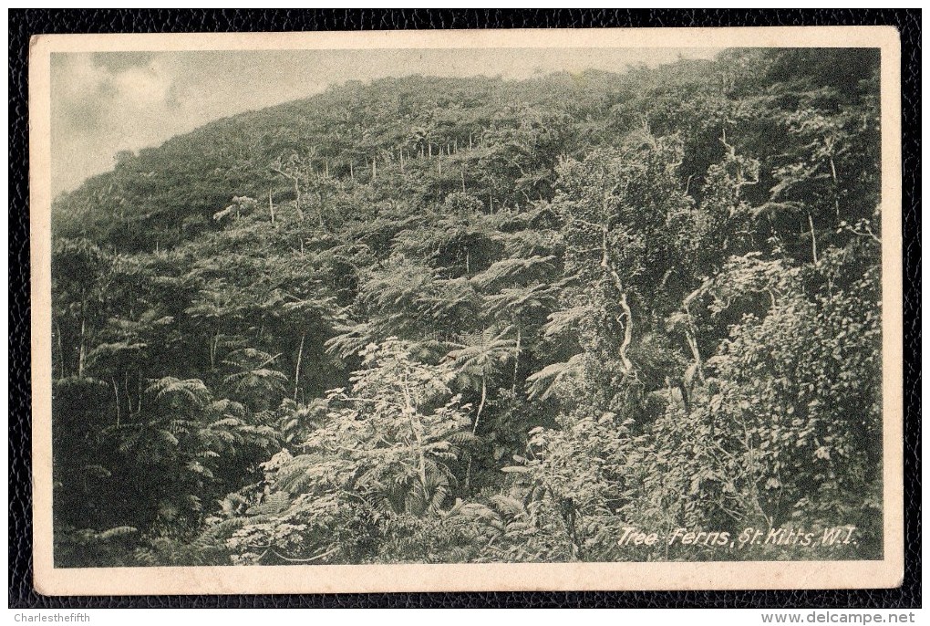 OLD PHOTO CARD " TREE FERNS " Saint Kitts - Saint-Christophe-et-Niévès