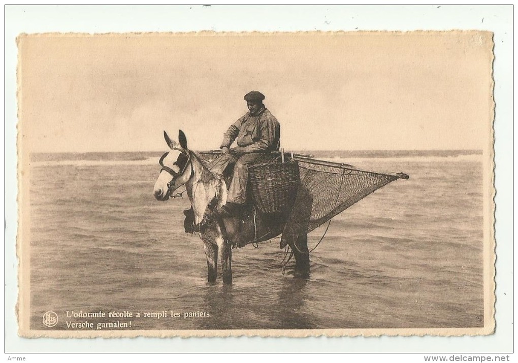 Koksijde-Baden   * L'odorante Récolte A Rempli Les Paniers ( Pêcheur De Crevettes - Garnalenvisscher) - Koksijde