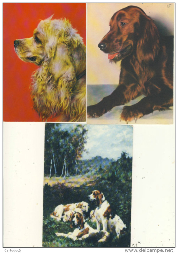 Lot De 7 Cp Format 10-15 Cocker Irlandais-Gold Spaniel-Setter Irlandais-Chiens De Chasse- - Chiens