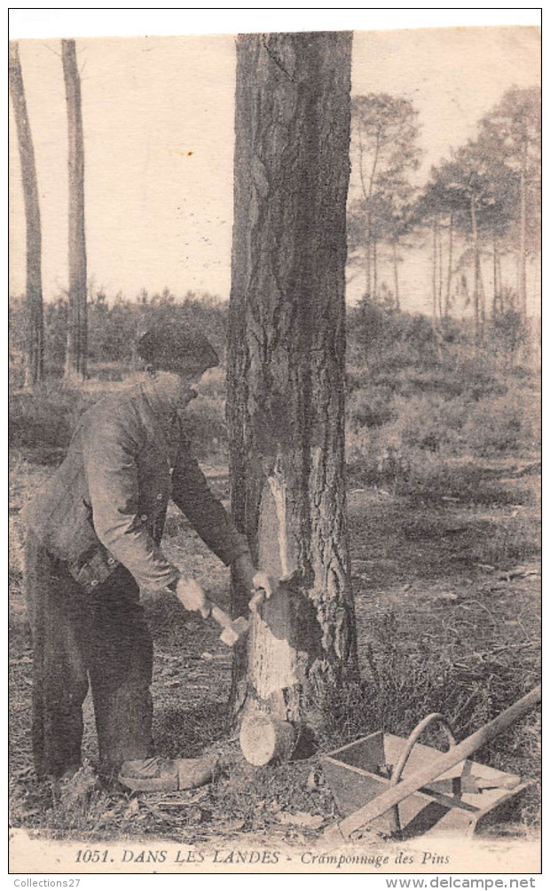 40- ROQUEFORT-SCENE DES LANDES - CRAMPONNAGE DES PINS - Roquefort