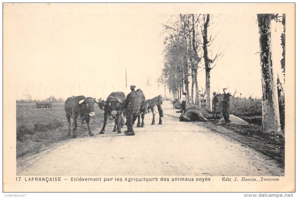 82-LAFRANCAISE - ENLEVEMENT PAR LES AGRICULTEURS DES ANIMAUX NOYES - Lafrancaise