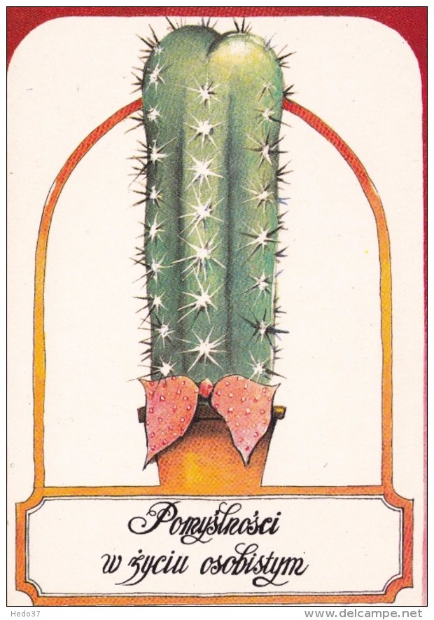 CACTUS  - Carte Postale Moderne - Sukkulenten