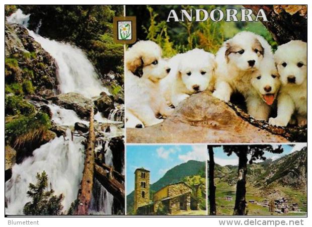 CPSM Andorre Andorra écrite 10 X 15 Chiens Des Pyrénées - Andorra