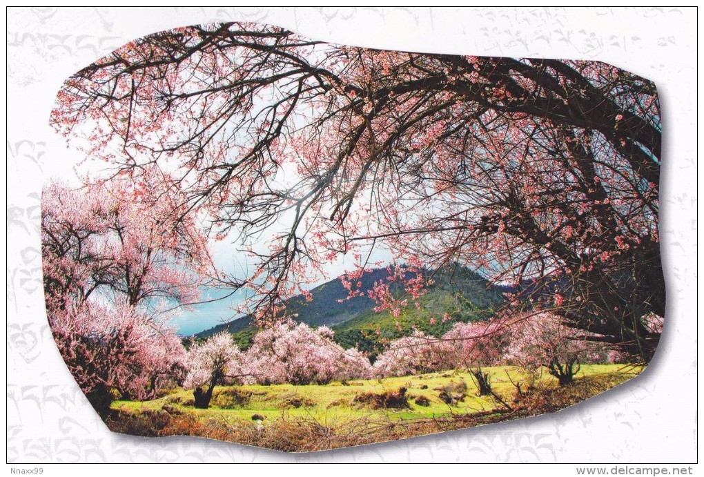 China - Blossoming Peach Flowers At Taohua Gully, Bomê County Of Tibet - Tibet