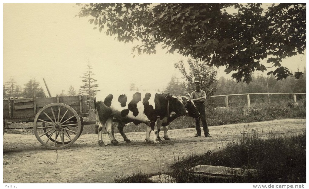 CARTE PHOTO NON SITUEE - Attelage De Boeufs - Personnage - To Identify