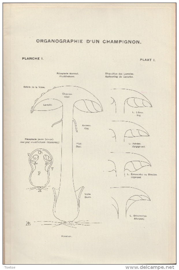 Comment Reconnaitre Les Champignons Vénéneux Et Comestibles - Ministère De L'Intérieur 1943 - Fischen + Jagen