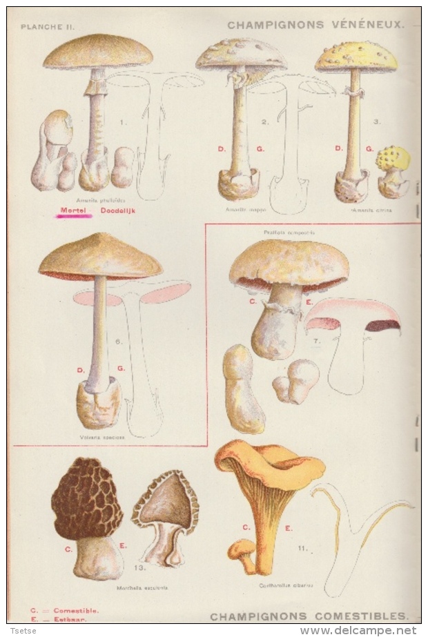 Comment Reconnaitre Les Champignons Vénéneux Et Comestibles - Ministère De L'Intérieur 1943 - Jacht/vissen