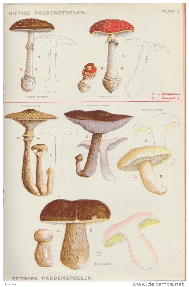 Comment Reconnaitre Les Champignons Vénéneux Et Comestibles - Ministère De L'Intérieur 1943 - Chasse/Pêche