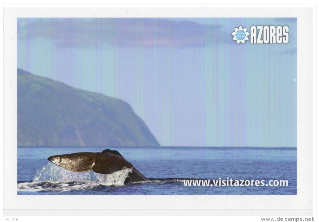 Portugal  AÇORES - AZORES - Whale Watching - Açores