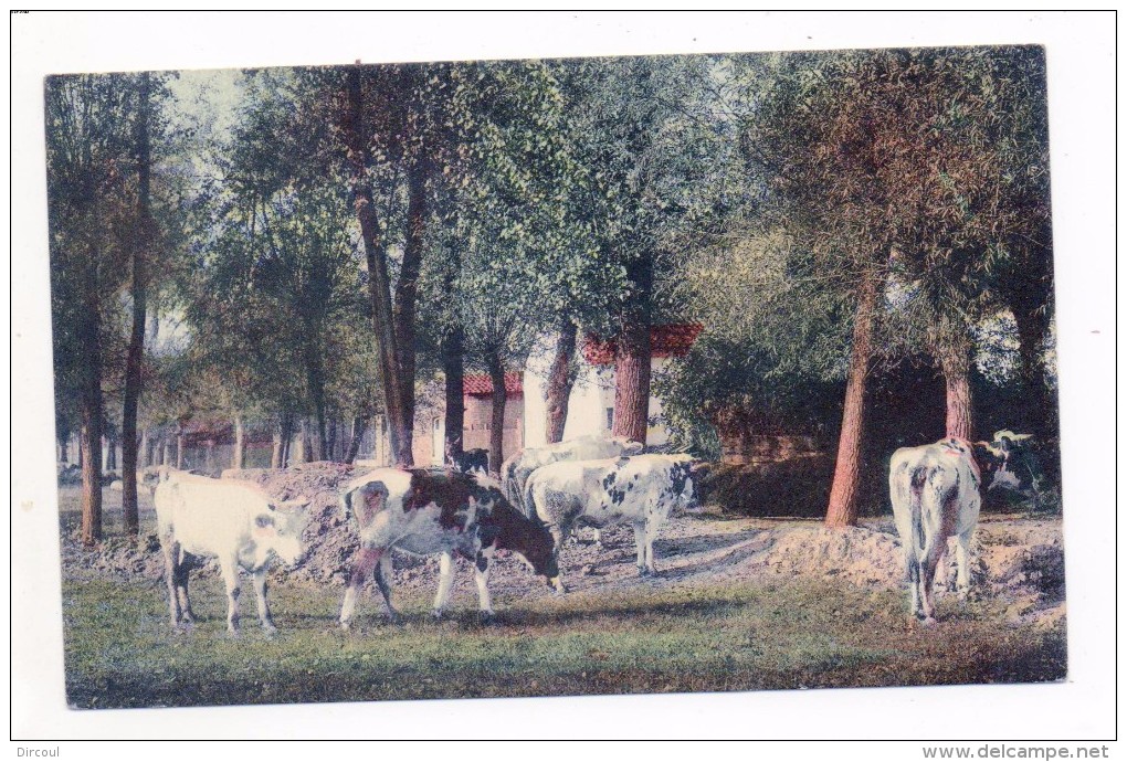 33424  -   Landen  PAYSAGE    Vaches      SBP   4 - Landen