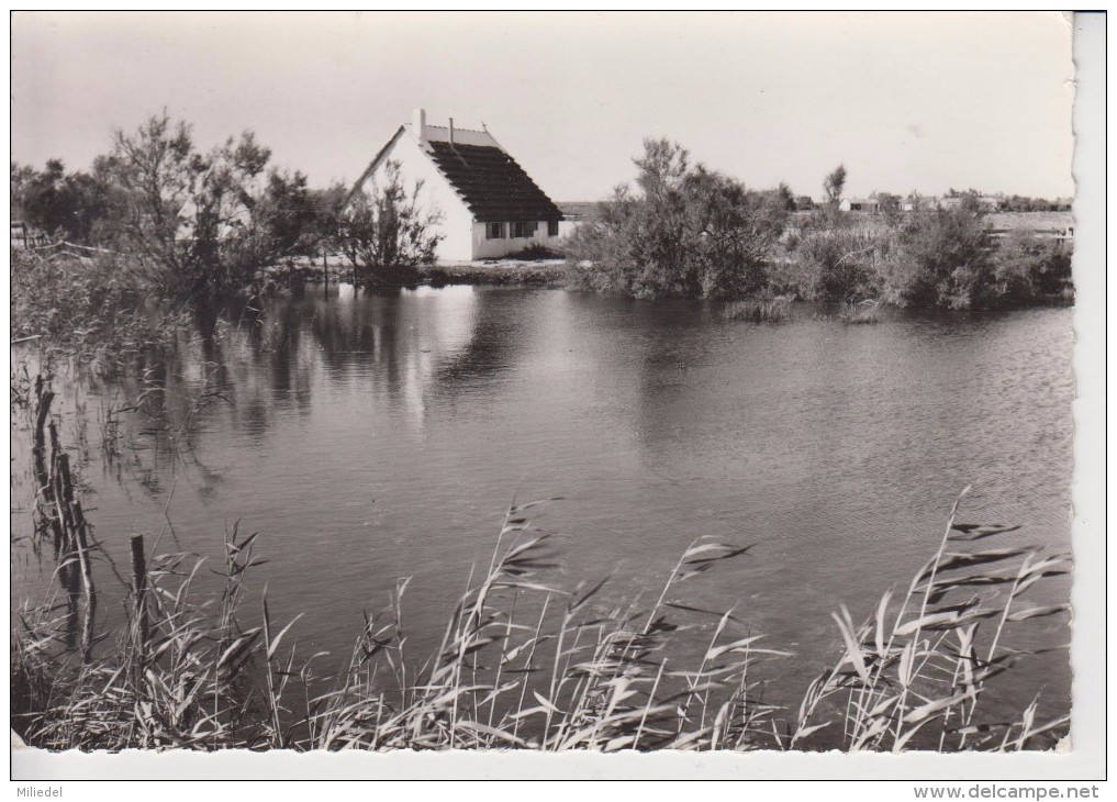 180 - 13 - SAINTES MARIES DE LA MER - Cabane Sur Un Etang - Saintes Maries De La Mer