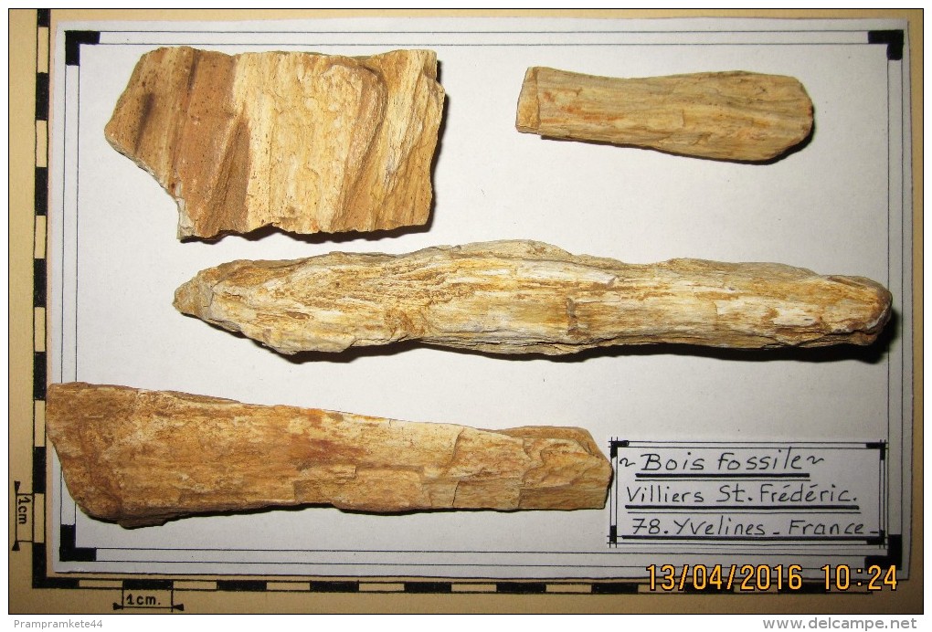 Joli Lot De Bois Fossile. Région Ile De France. - Fossili