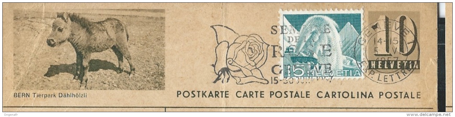 Carte Illustré (Zumstein 2009) N° 182- 065 BERN -Tierpark Dählhölzli Obl: Semaine De La Rose 1957 - Burros Y Asnos