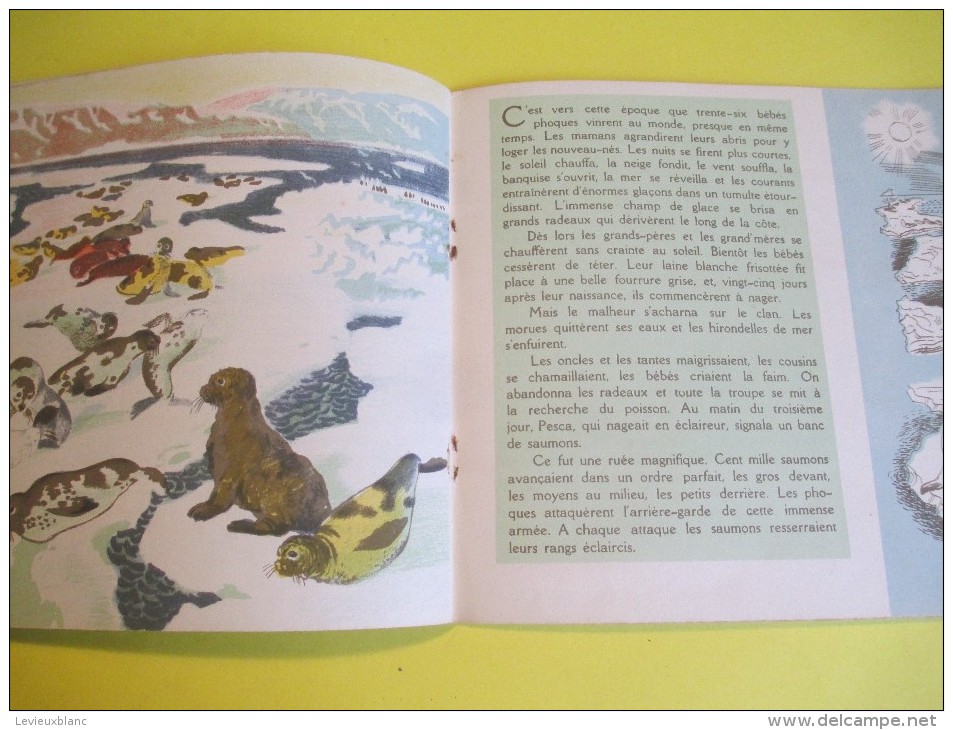Enfant/SCAF Le Phoque /Texte Lida /Dessins Rojan/ /Album Du Pére Castor/Flammarion/1948         BD86 - Autres & Non Classés