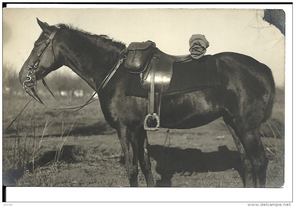 CPA , Un Cheval, Autriche K Et K Feldpostamt N° 71 , Corps Des Télégraphe N° 11 (426/27) - Covers & Documents