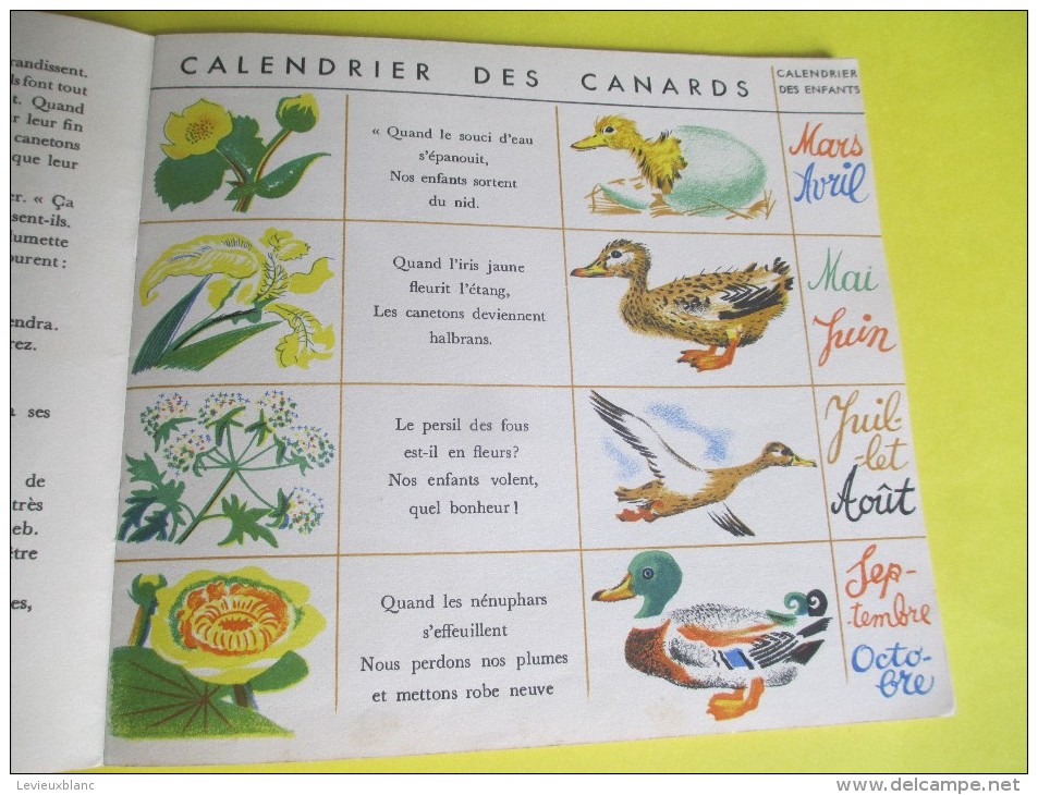 Enfant/Plouf Canard Sauvage /Texte Lida /Dessins Rojan/ /Album Du Pére Castor/Flammarion/1949         BD87 - Autres & Non Classés