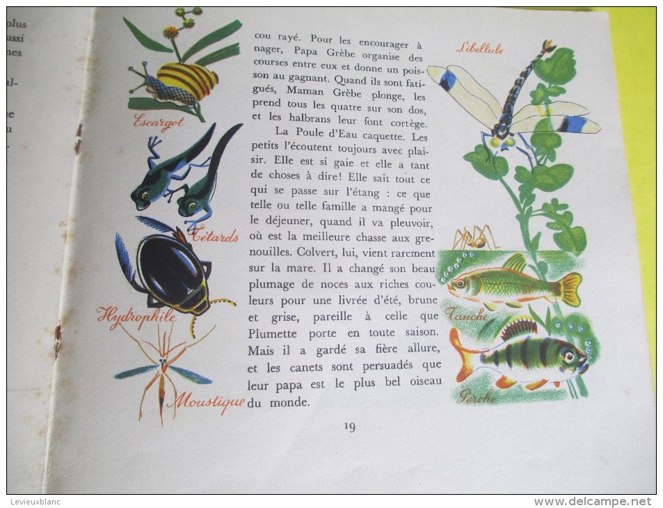 Enfant/Plouf Canard Sauvage /Texte Lida /Dessins Rojan/ /Album du Pére Castor/Flammarion/1949         BD87