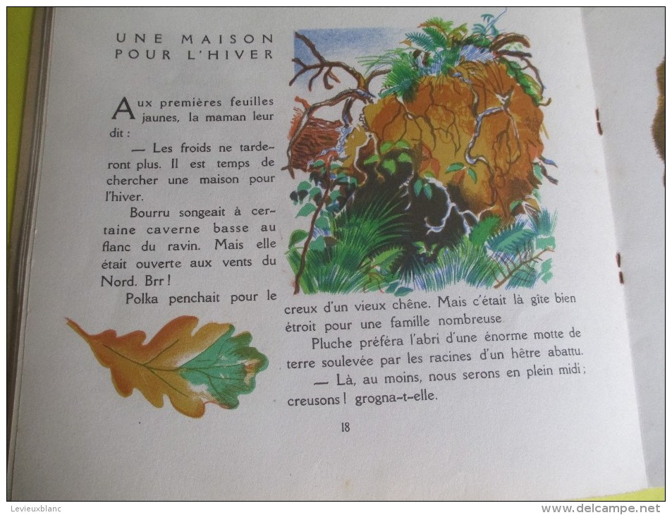 Enfant/BOURRU l´Ours Brun/Texte Lida /Dessins Rojan/ /Album du Pére Castor/Flammarion/1949         BD88