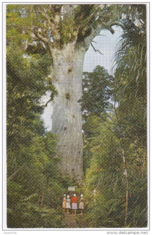 Tane Mahuta, Waipoua Forest, Northland  - New Zealand - Nieuw-Zeeland