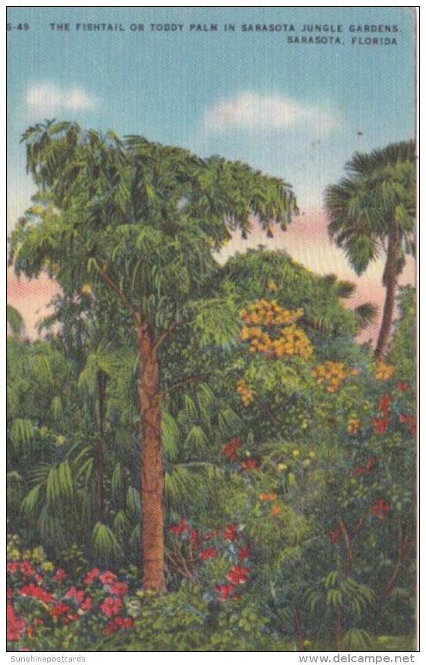 Florida Sarasota Fishtail Or Toody Palm In Sarasota Jungle Gardens 1951 - Sarasota