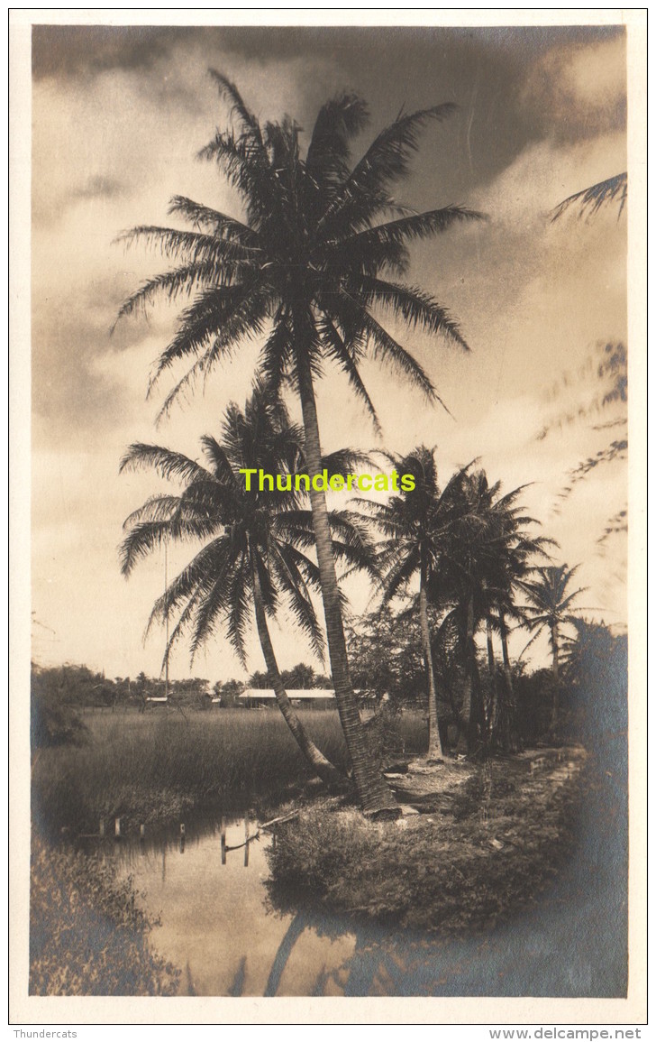 RPPC REAL PHOTO POSTCARD HAWAII ( UNUSED/ UNWRITTEN ) - Big Island Of Hawaii