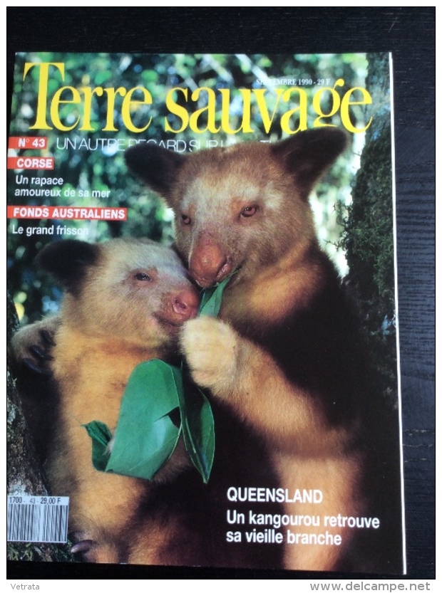 TERRE SAUVAGE N° 43 : Corse - Fonds Australiens - Queensland, Kangourou. 1990 - Animaux