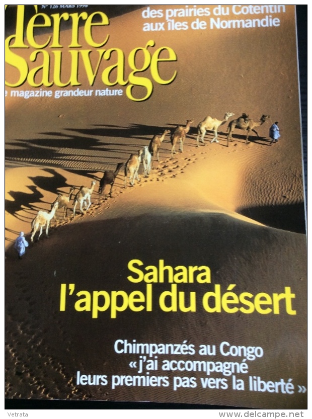 TERRE SAUVAGE N° 126 : Sahara, L'appel Du Désert - Cotentin - Chimpanzés Au Congo. 1998 - Animaux