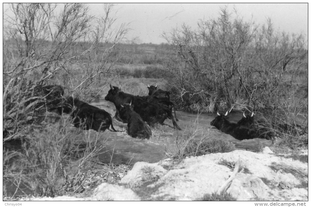 65Sma  Camargues Taureaux Photo Georges Visite Manade Blattiere En Mai 1953 - Bull