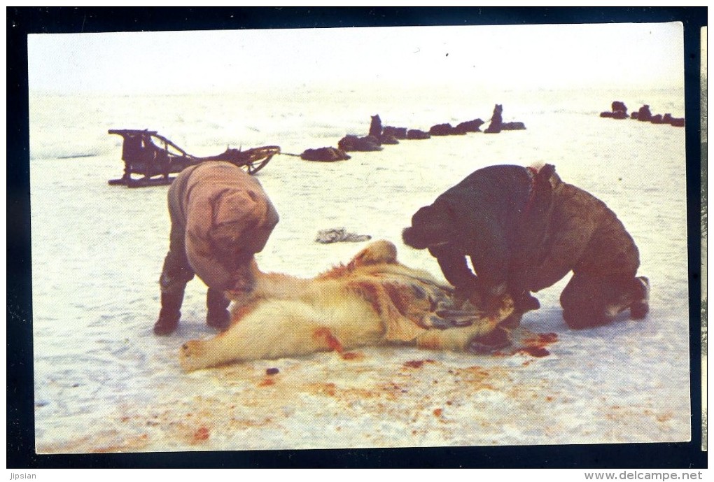 Cpa  USA Alaska Eskimos Skinning A Polar Bear In The Artic Region Of Alaska   LIOB99 - Autres & Non Classés