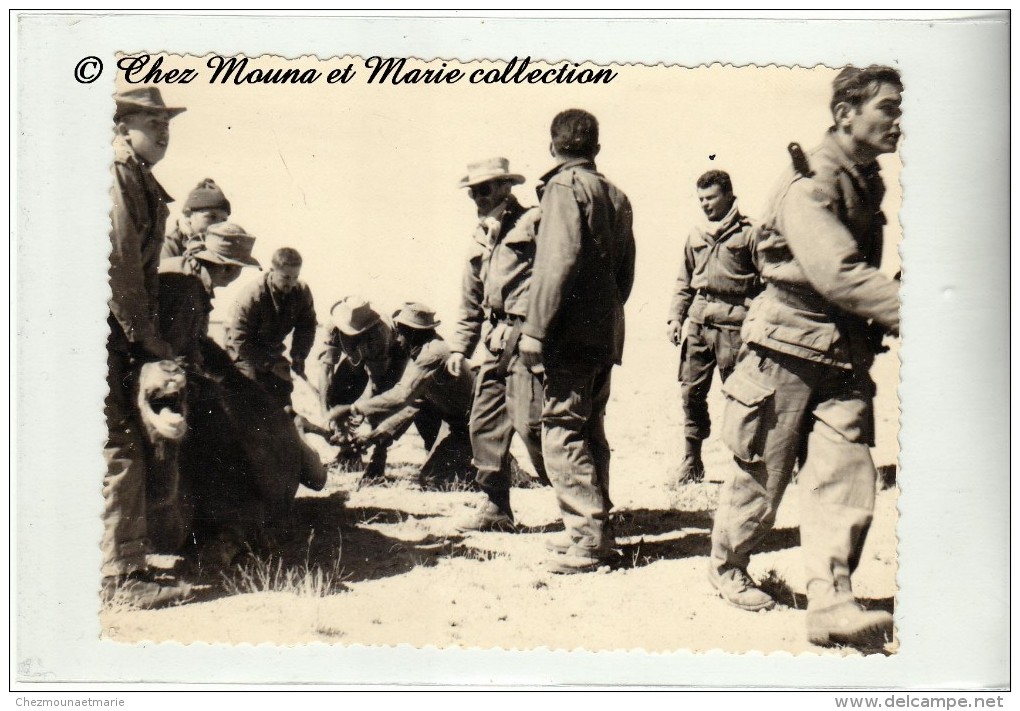 ALGERIE 1960 - CHASSE AUX CHAMEAUX DANS LE DESERT - SOLDATS FRANCAIS - PHOTO MILITAIRE 11.5 X 8.5 CM - Guerre, Militaire