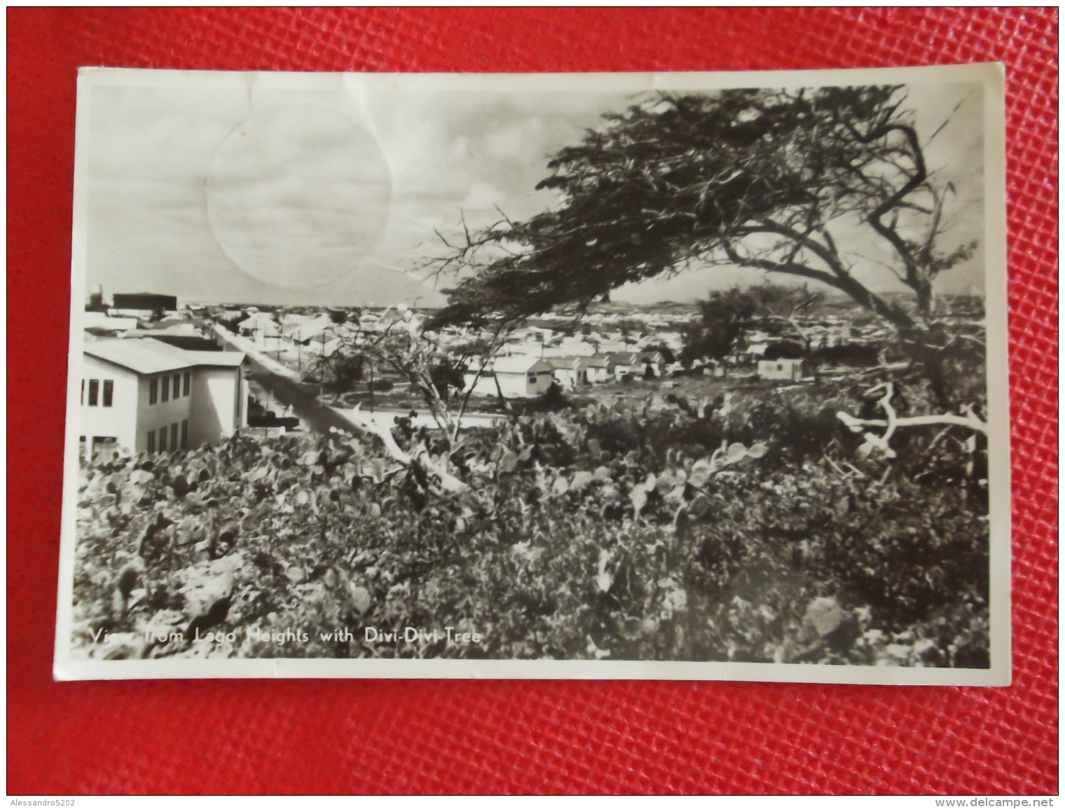 View From Lago Heights With Divi Divi Tree 1951 Sent From Aruba St. Nicolas - Aruba