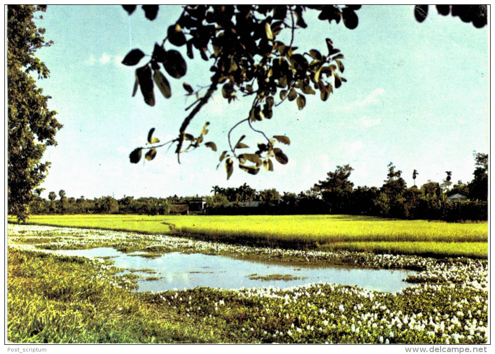 Asie - Bangladesh Paddy Fields Of Comila - Bangladesh