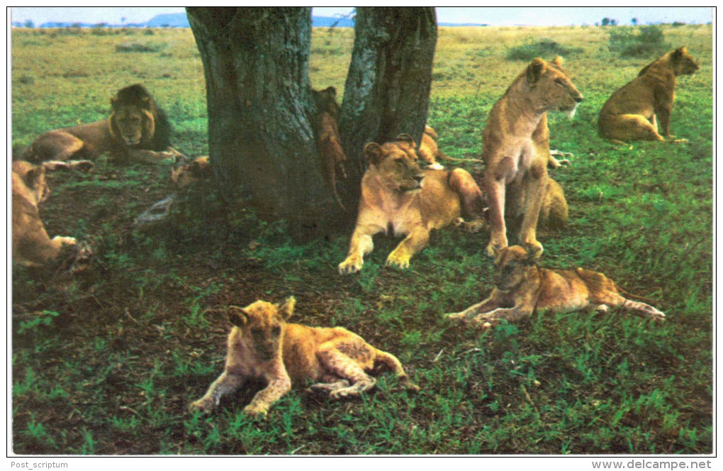 Thème - Animaux - Lion Tanzanie - 2 Cartes - Leeuwen