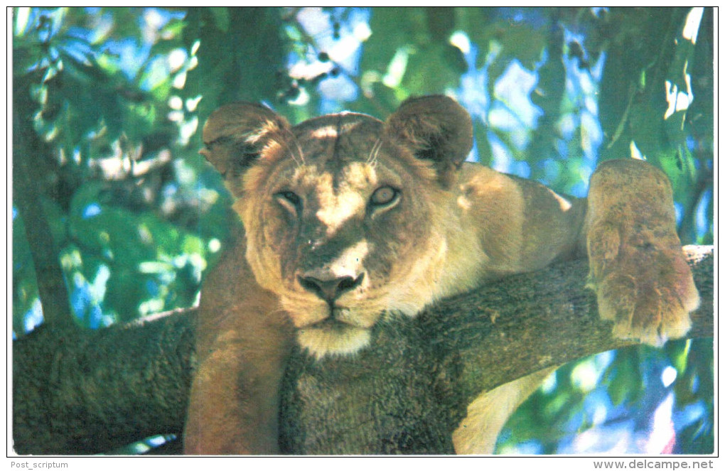 Thème - Animaux - Lion Tanzanie - 2 Cartes - Lions